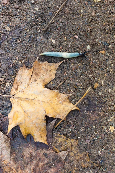 Top View Land Slug Crawls Ground Fallen Maple Leaves Autumn — Stock Photo, Image