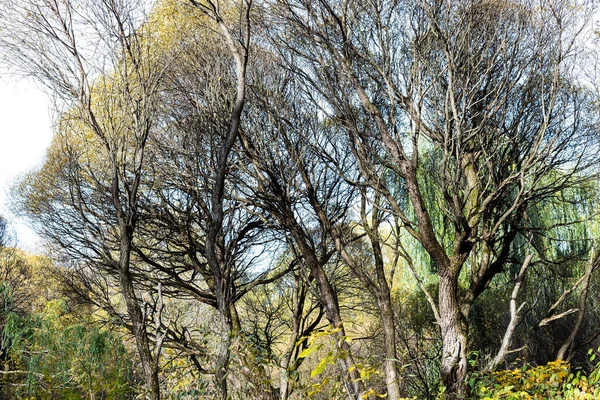 Tronchi Nudi Salici Nel Parco Cittadino Nella Soleggiata Giornata Autunnale — Foto Stock