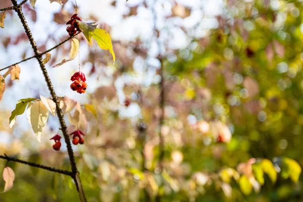 Twig Euonymus Berries Close Blurred Trees Background City Park Sunny — Stock Photo, Image