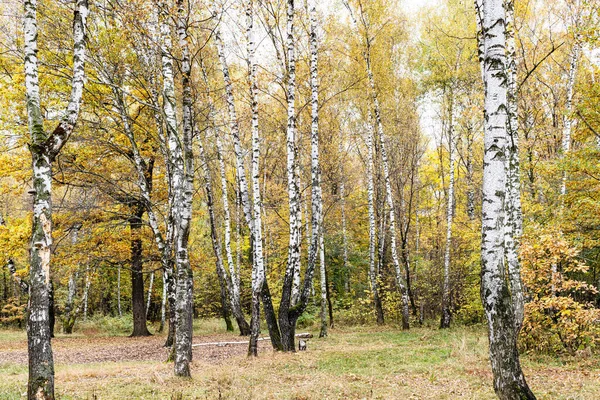 秋天里在城市公园的白桦林里清理 — 图库照片