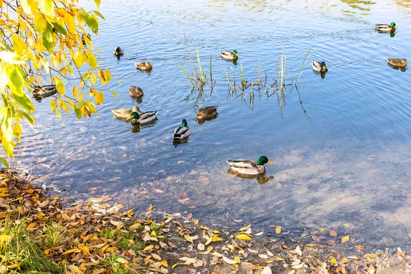 Kacsák Úszni Partjainál Városi Parkban Napsütéses Őszi Napon — Stock Fotó
