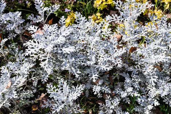 Senecio Cineraria Silver Dust Silver Ragwort Planta Close Canteiro Flores — Fotografia de Stock