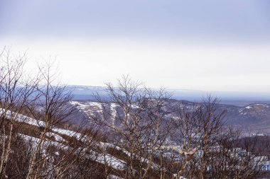 Petropavlovsk-Kamçatsky şehrinin arka planındaki çıplak ağaçlar ve karla kaplı tepeler Mishennaya sopka 'nın bulutlu bahar akşamında, Kamçatka Krai, Rusya
