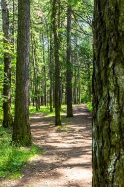 Güneşli yaz gününde şehir parkında ağaç gövdeleri arasındaki patika.