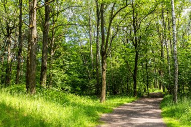 Güneşli bir yaz gününde, şehir parkında çayırdaki patika.