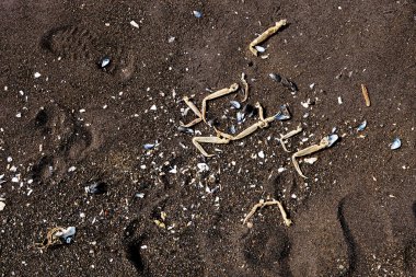 Baharda Petropavlovsk-Kamçatsky şehrinde Pasifik Okyanusu 'nun Avacha körfezindeki Khalaktyrsky sahilinde kurutulmuş yengeç bacakları ve midye kabukları, Kamçatka Krai, Rusya