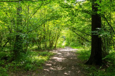 Güneşli yaz gününde, fazla gelişmiş şehir parkındaki patika.