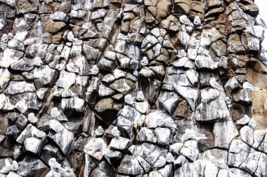 Pasifik Okyanusu 'nun Avacha körfezinde, Petropavlovsk-Kamçatsky şehri yakınlarında, Rusya' nın Kamçatka Krai kentinde, martılı kaya yüzeyi.