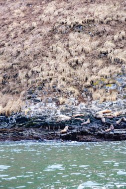 Pasifik Okyanusu 'nun Avacha Koyu' ndaki adanın kıyılarındaki foklar ilkbahar günü Petropavlovsk-Kamchatsky şehri, Kamçatka Krai, Rusya