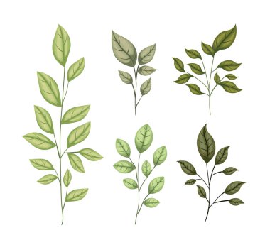 Şube ile Dekoratif simgeler yapraklar