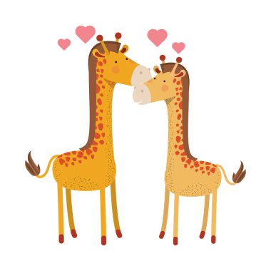 şirin çift zürafalar yürekleri