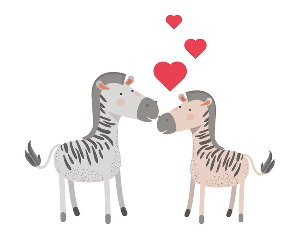 Cute couple zebras with hearts — Stock Vector