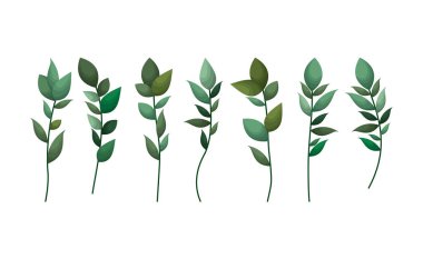 vektör çizim tasarım kümesi defne yaprakları