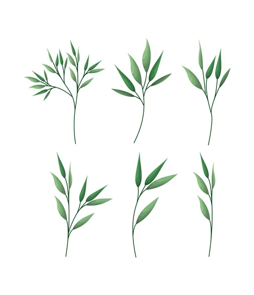 Набор лавровых листьев — стоковый вектор