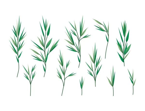Jeu de feuilles de laurier — Image vectorielle