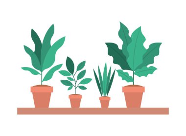 houseplants tencere ile raf