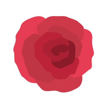 güzel gül izole simge