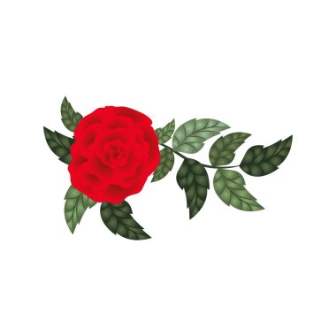 izole simgesi ile güzel gül yaprakları