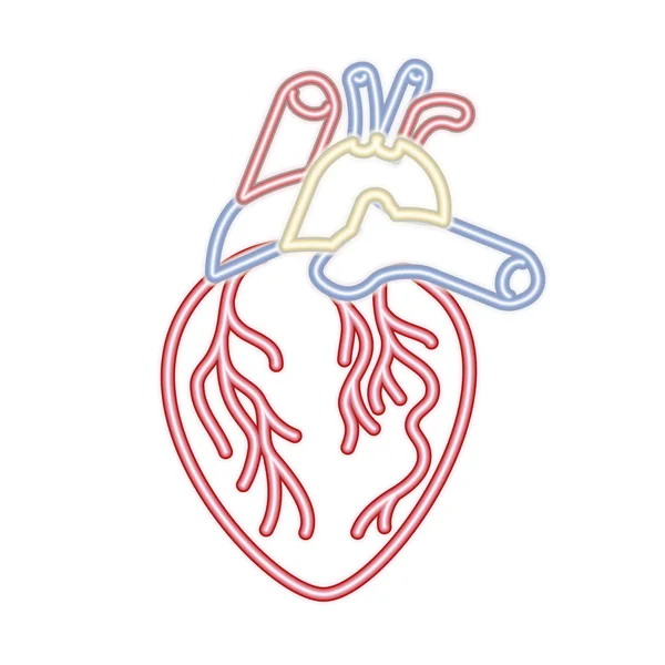 Heart with veins isolated icon — Stock Vector