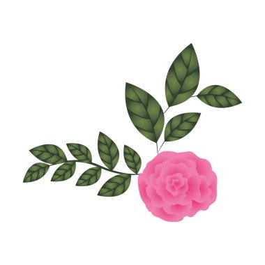 izole simgesi ile güzel gül yaprakları