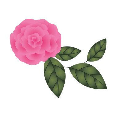 izole simgesi ile güzel gül yaprakları