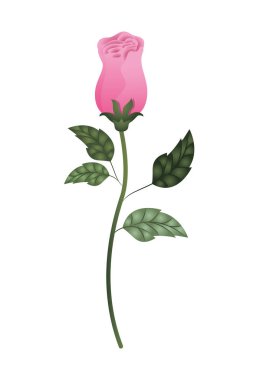 izole simgesi ile güzel gül yaprakları