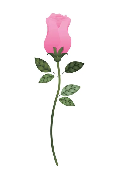 Beautiful rose with leafs isolated icon — Stock Vector