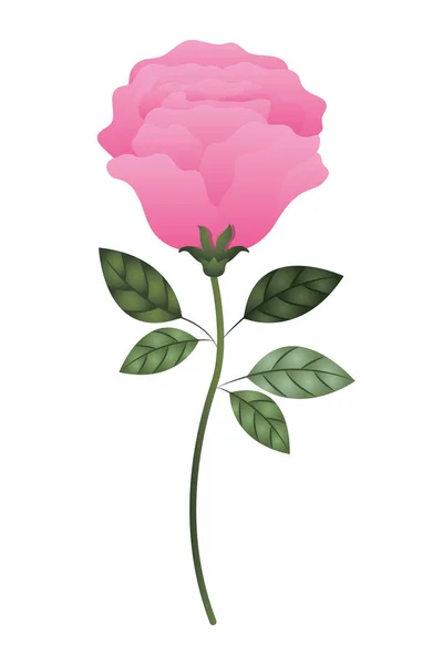 Hermosa rosa con hojas icono aislado — Vector de stock