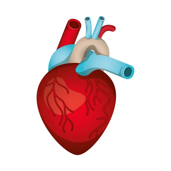 Heart with veins isolated icon — Stock Vector