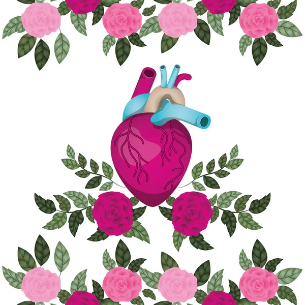 Heart with veins and roses isolated icon — Stock Vector