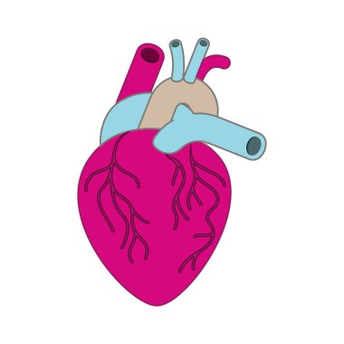kalp damarları izole simgesiyle