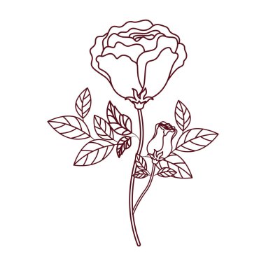 izole simgesi ile güzel gül yaprakları