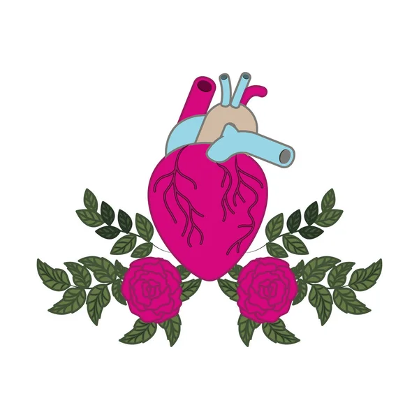 Heart with veins and roses isolated icon — Stock Vector