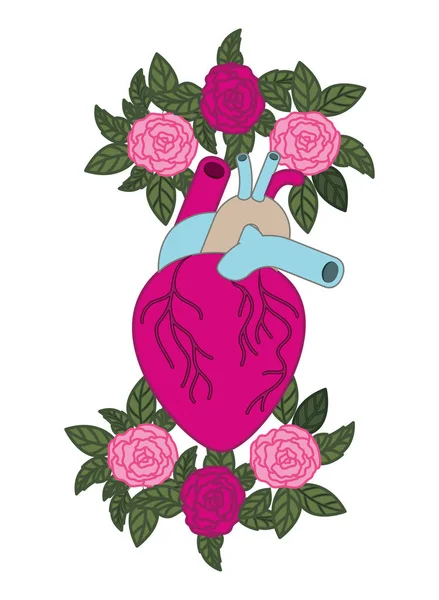 heart with veins and roses isolated icon
