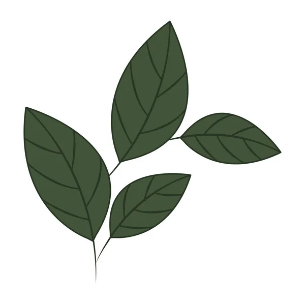 Zweig mit Blättern isoliert Symbol — Stockvektor