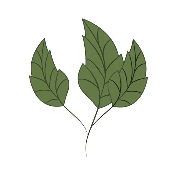 Tak met bladeren geïsoleerd pictogram — Stockvector