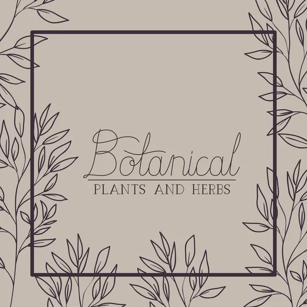 Botanische Pflanzen und Kräuter quadratischer Rahmen — Stockvektor
