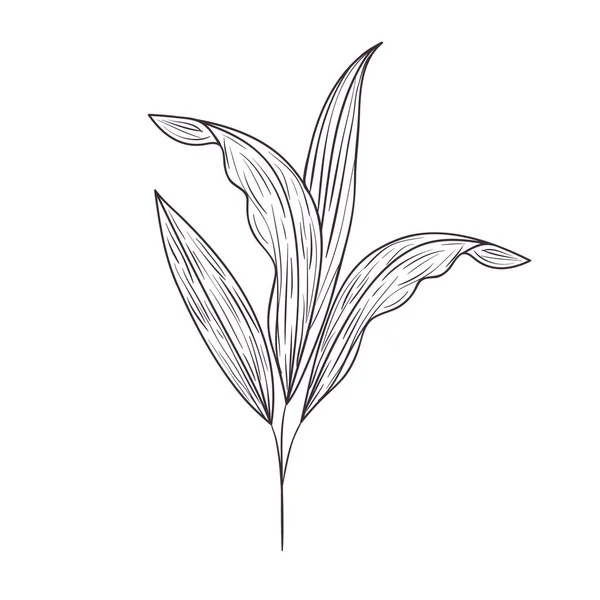 Κλαδί με φύλλα απομονωμένες εικονίδιο — Διανυσματικό Αρχείο