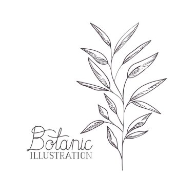 bitki botanik illüstrasyon etiketle