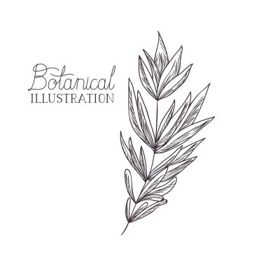 bitki botanik illüstrasyon etiketle