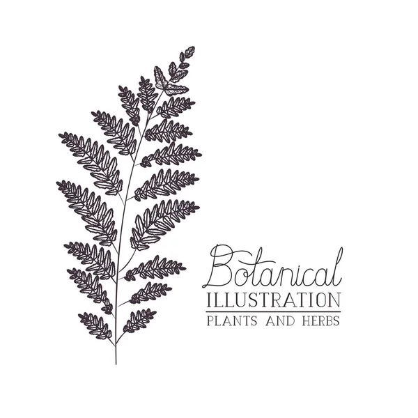 Etichetta illustrazione botanica con pianta — Vettoriale Stock