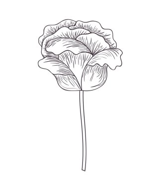 güzel gül izole simge