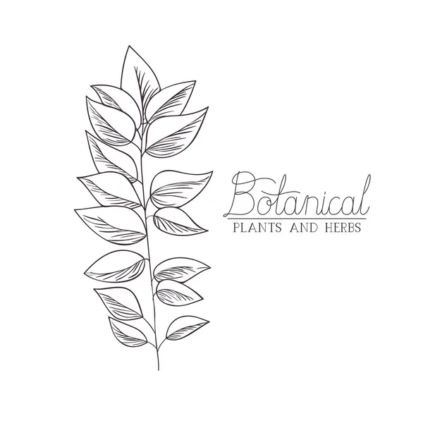 Botanische Illustration mit Pflanze — Stockvektor
