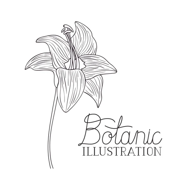 Botanische illustratie label met plant — Stockvector