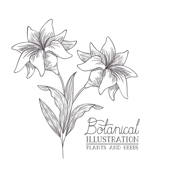 Etiqueta de ilustración botánica con planta — Vector de stock