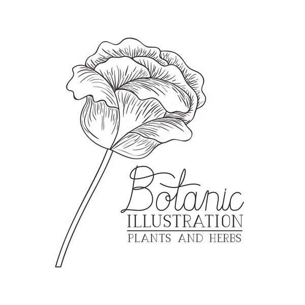 Étiquette d'illustration botanique avec plante — Image vectorielle