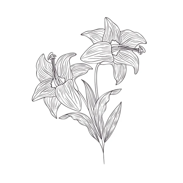 Virágok és levelek elszigetelt ikon — Stock Vector