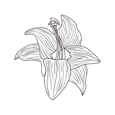 çiçekler ve yapraklar izole simgesi