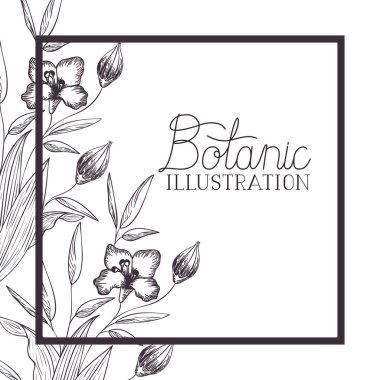 bitkiler botanik illüstrasyon etiketle