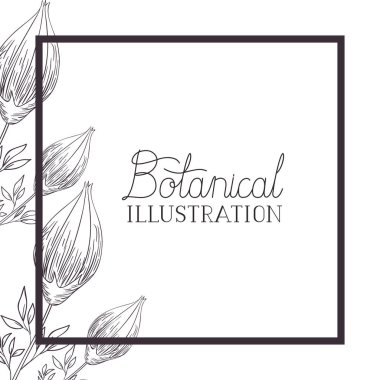 bitkiler botanik illüstrasyon etiketle